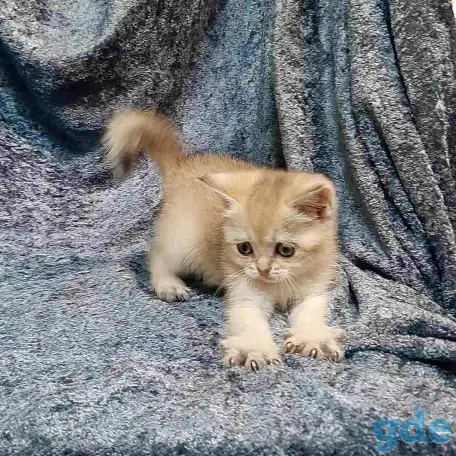 Шотландская кошка золотая шиншилла, фотография 1