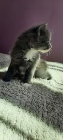 Котята ищут дом, фотография 3