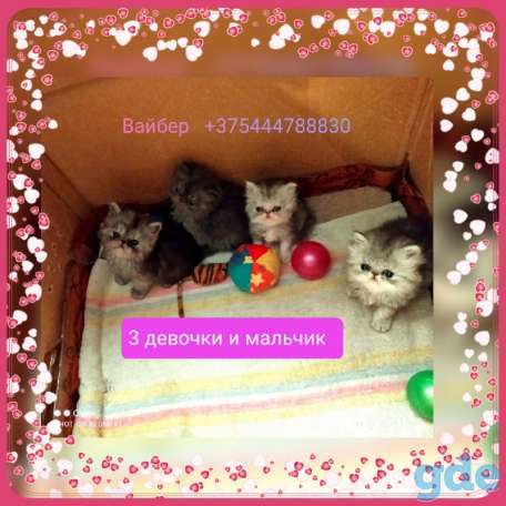 Персидские котята экстремального типа чистокровные персы., фотография 1