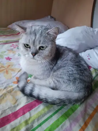 Манчкин кот, фотография 3
