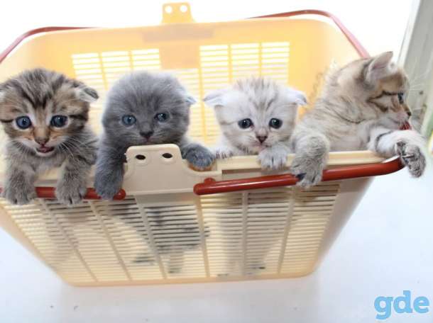Шотландские котята, фотография 1