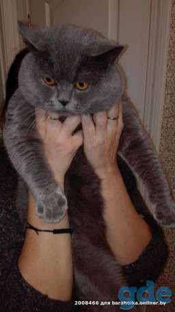 Британский короткошерстный.  Вязка, фотография 3
