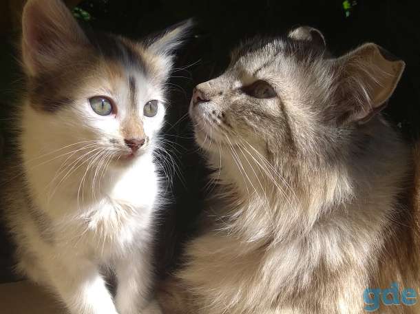 Котята в хорошие руки., фотография 2