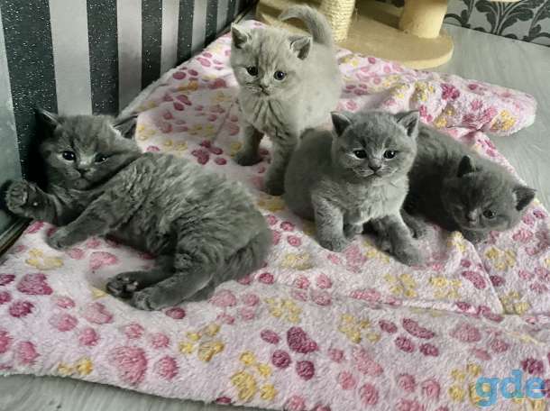 Продам шикарных британских котят, фотография 3