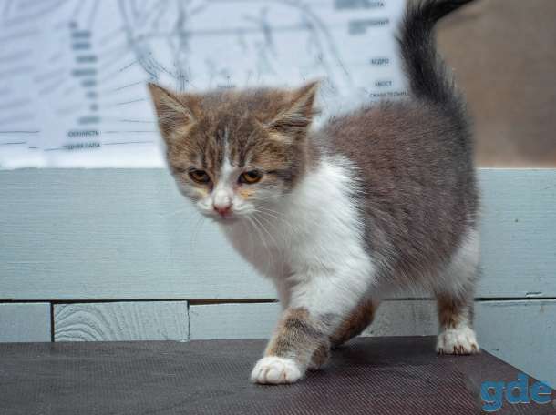 котята в дар, фотография 9
