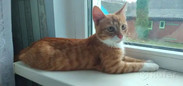 Отдам кота, фотография 2