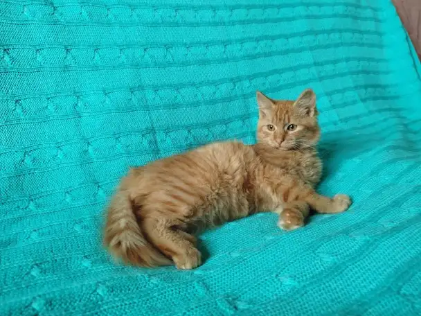Рыжий, честный, влюбленный Лион, фотография 3