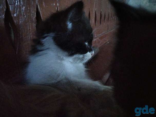 Отдадим котят в хорошие руки, фотография 4