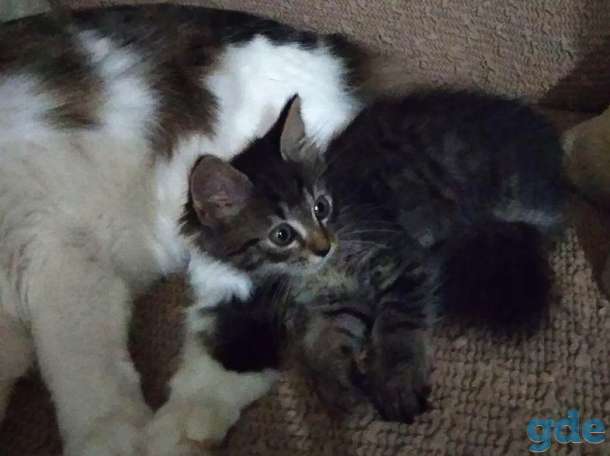 Котёнок Спайк в добрые руки, фотография 3