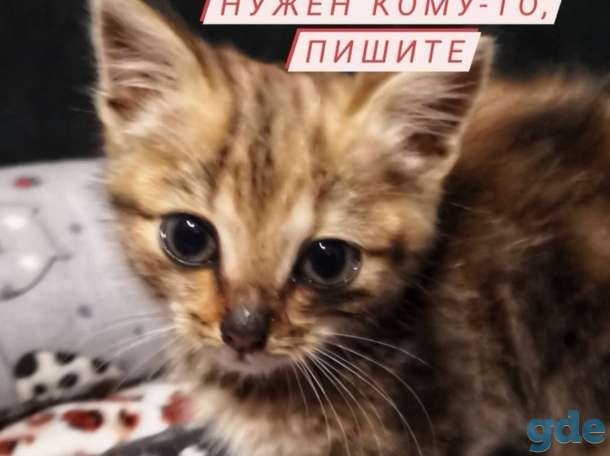 Котенок срочно, фотография 1