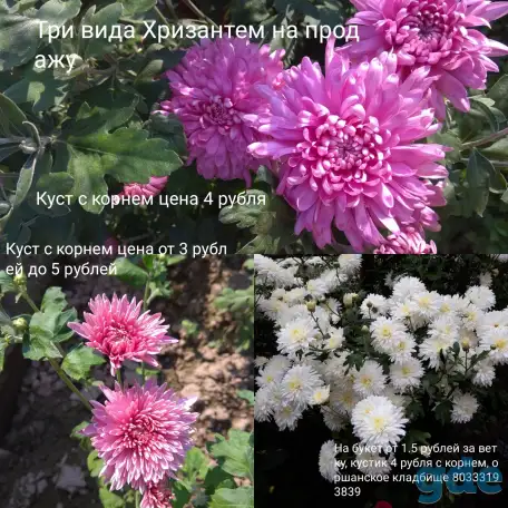 Безвременник, Хризантема, Георгины, Астры, Лилии, фотография 1