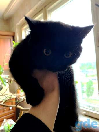 Шотландские котята Скоттиш-страйт, фотография 5