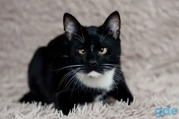 Котик в дар, фотография 4