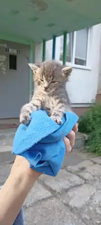 Срочно! Маленький Котенок мальчик в дар!, фотография 6