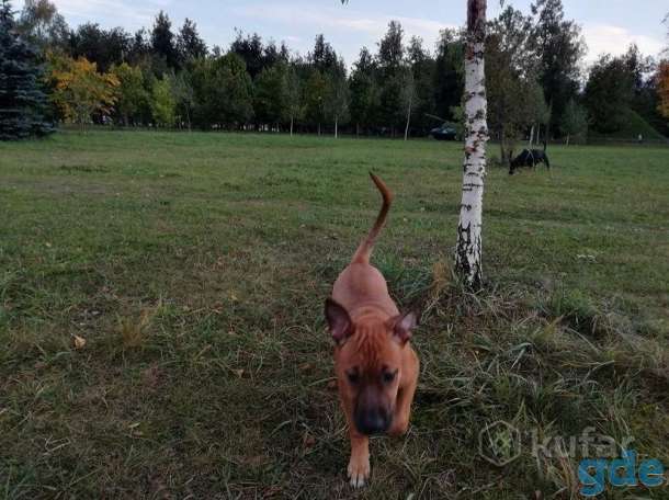 Чистокровный щенок амстаффа, фотография 3