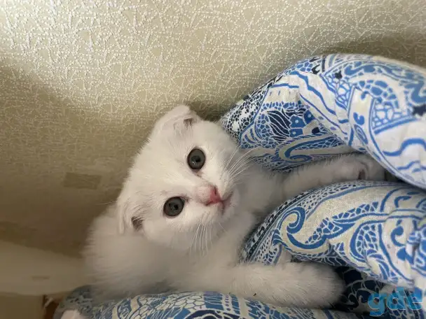 Британские котята, фотография 2