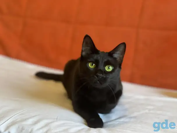 Чёрная кошка Агата мечтает обрести семью!, фотография 1