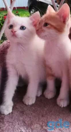 Котята даром, фотография 3