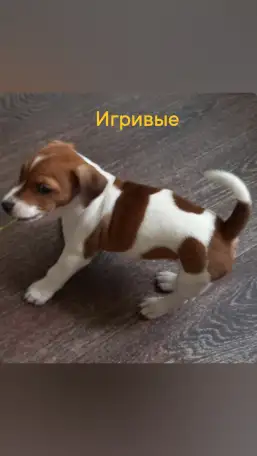 Собака, фотография 1