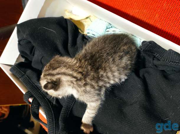 Котёнок нуждается в семье, которую не нашёл в маме-кошке., фотография 2
