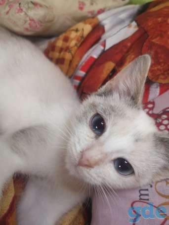 Котенок ищет дом, фотография 3