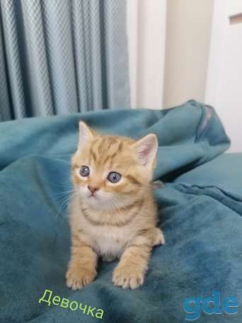 Шотландские котята, фотография 2