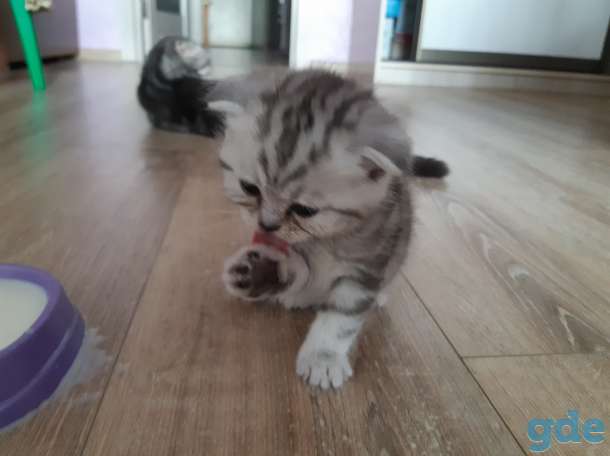 Шотландские котята, фотография 3