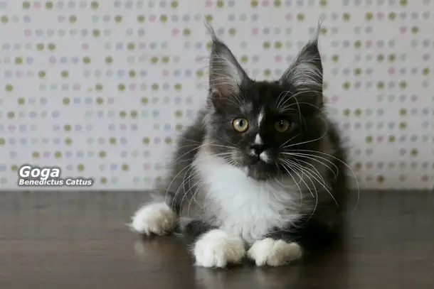 Котёнок Мейн-кун мальчик, фотография 2