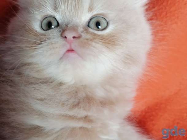 Персидские котята, фотография 7