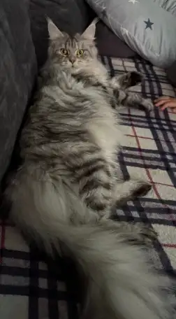Котенок мей-кун, фотография 7