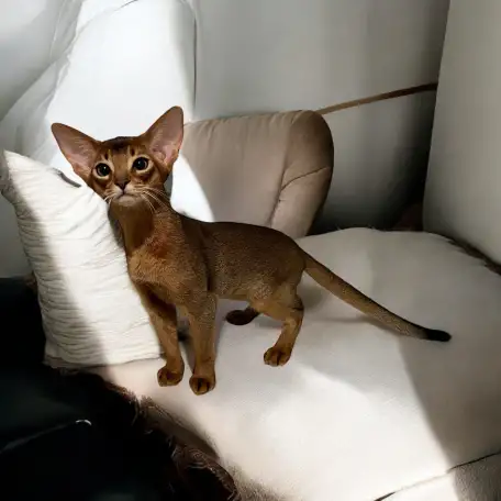 Абиссинский котёнок, фотография 1