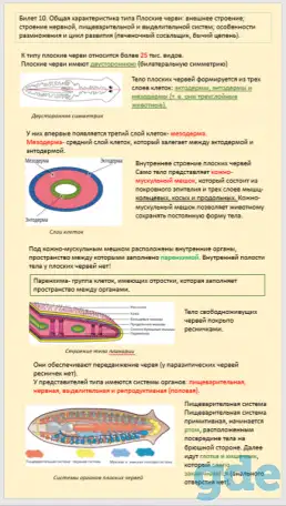 Репетитор русский язык / биология, фотография 3