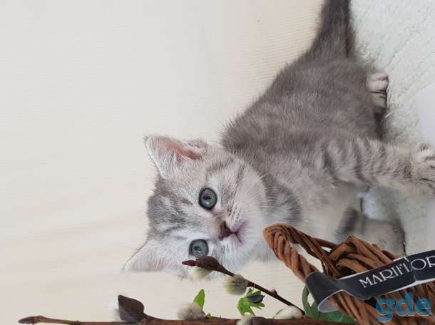 Британские котята, фотография 3
