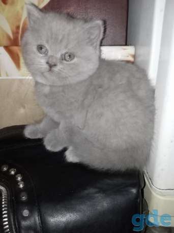 Шотландский котенок, фотография 4