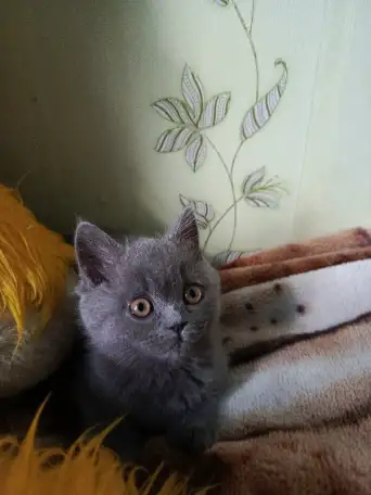 Продаю шотландских котят, фотография 9