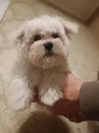 Мальтийской болонки щенки, фотография 1