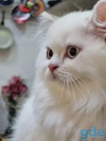 Шотландские котята с голубыми глазами, фотография 1