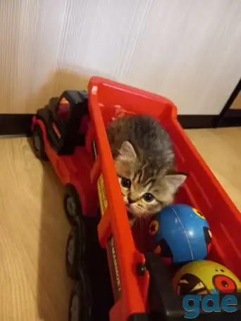Шотландские котята, фотография 6