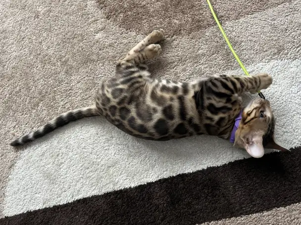 Бенгальский котенок. Мальчик, фотография 7