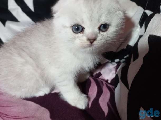 Шотландцы котята, фотография 3