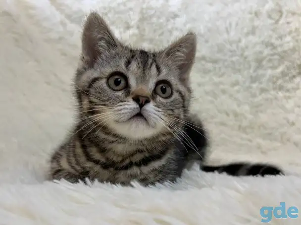 Шотландская прямоухая кошечка, котенок, страйт, окрас SFS 71 n22, мрамор, фотография 2