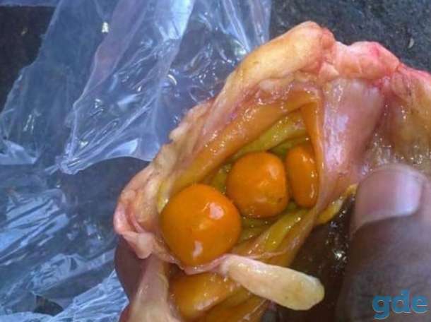 Куплю желчные камни крупно рогатого скота коров или быков, фотография 2
