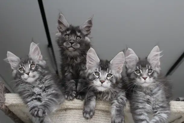 Мейн-кун котята, фотография 5