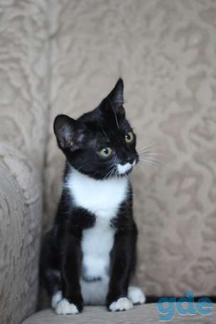 Котенок ищет дом, фотография 3
