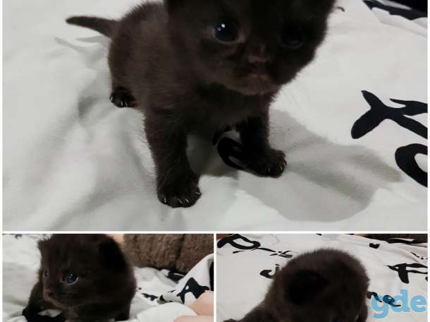 Британские котята, фотография 2