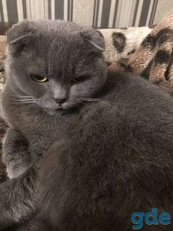 Шотландка Молли ищет крышу, фотография 5
