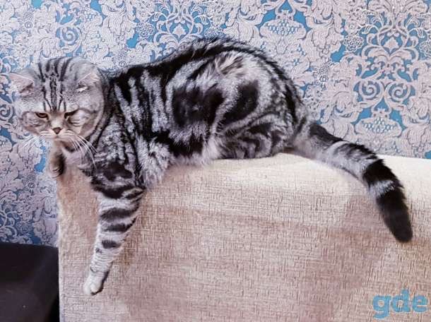 Шотландский кот/вязка., фотография 1