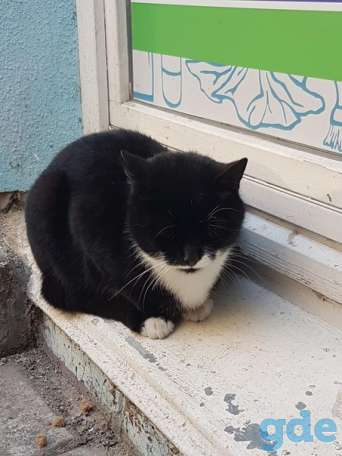 Котик ищет дом, фотография 1