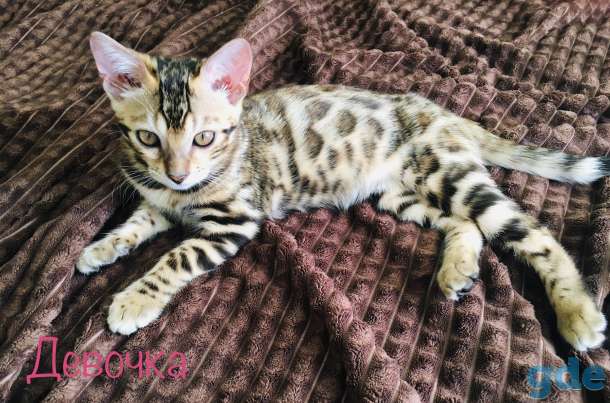 Бенгальские котята, фотография 4