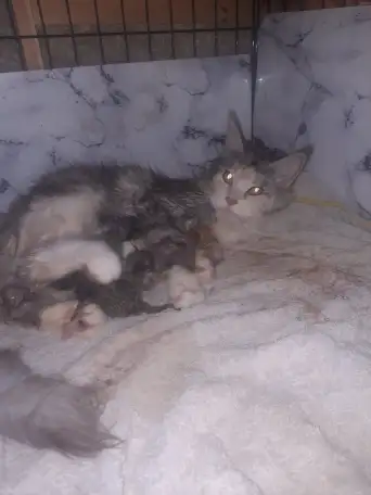 Котята Майн куе, фотография 7